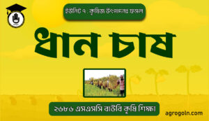 ধান চাষ