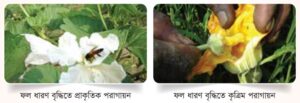 ফল ধারণ বৃদ্ধিতে কৃত্রিম পরাগায়ন
