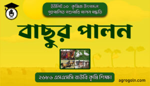বাছুর পালন