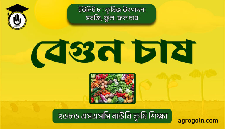 বেগুন চাষ