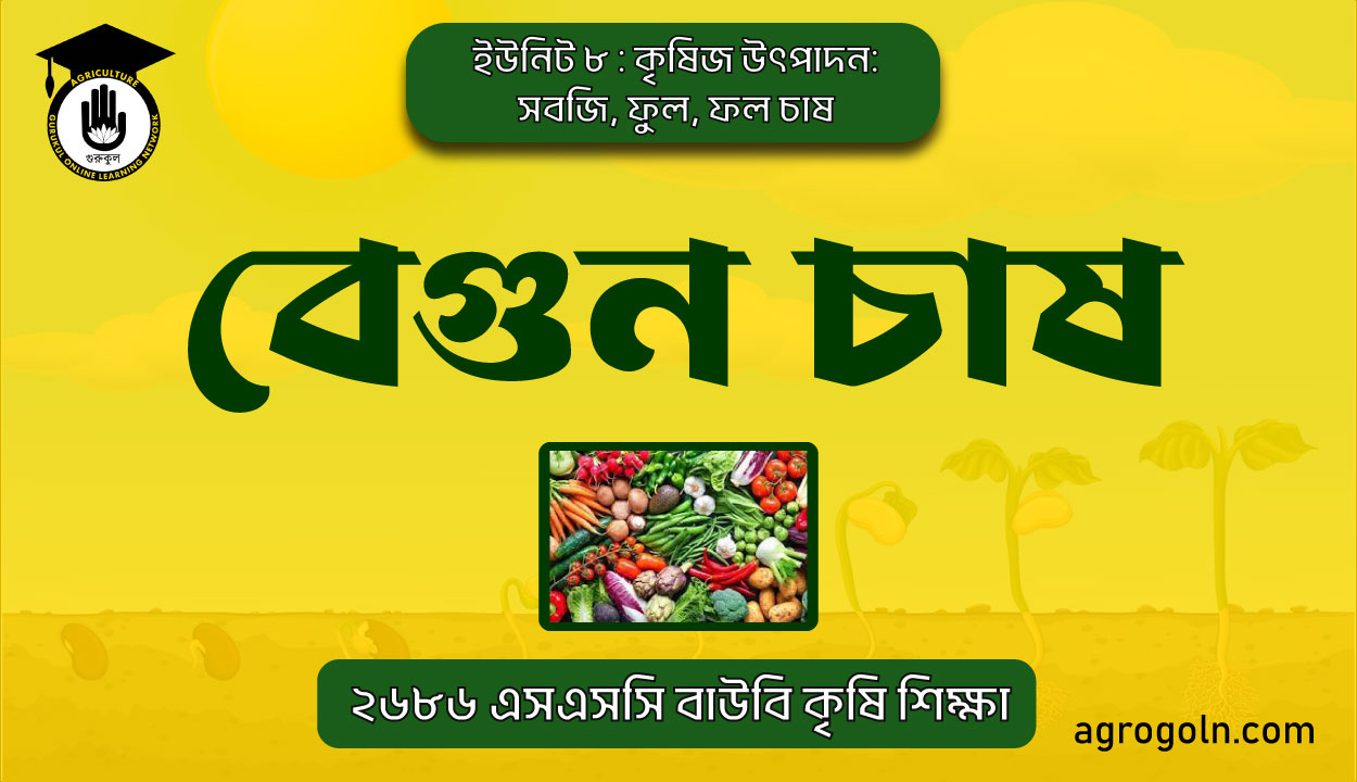 বেগুন চাষ