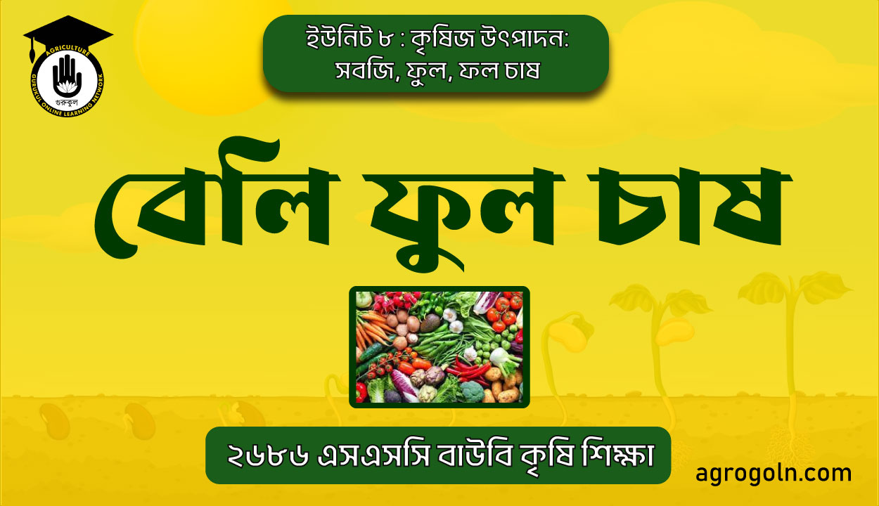 বেলি ফুল চাষ