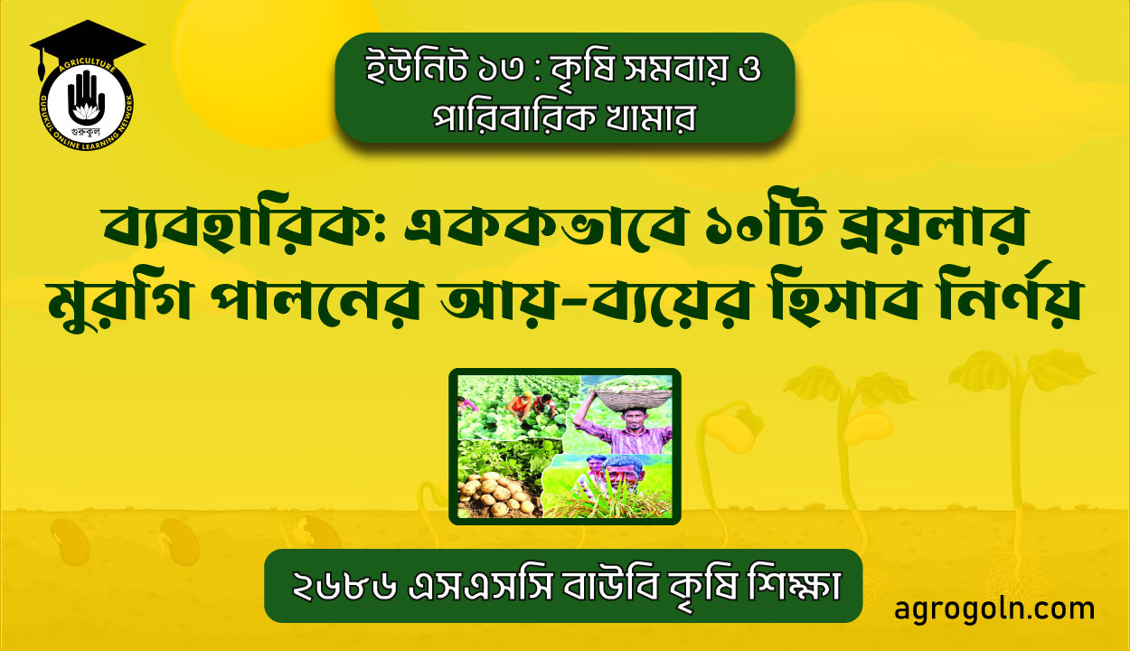 এককভাবে ১০টি ব্রয়লার মুরগি পালনের আয়-ব্যয়ের হিসাব নির্ণয়