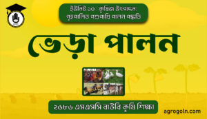 ভেড়া পালন