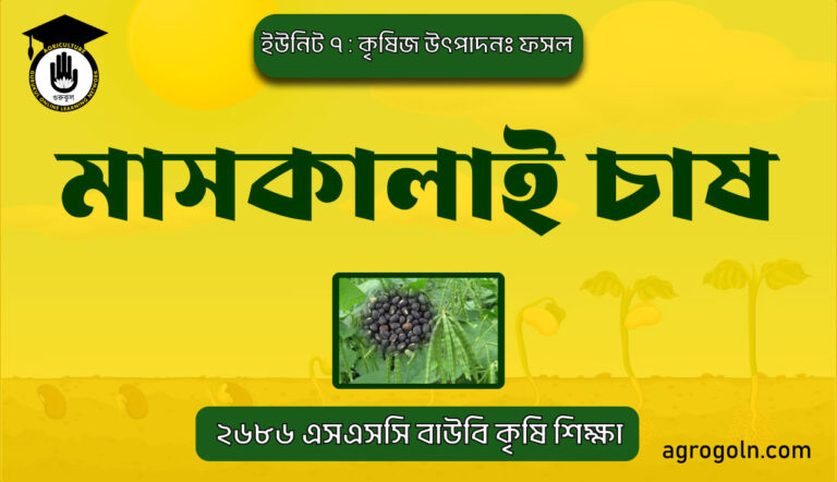 মাসকালাই চাষ