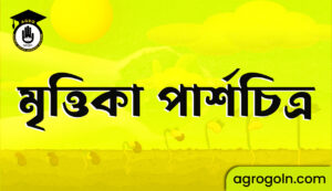মৃত্তিকা পার্শচিত্র