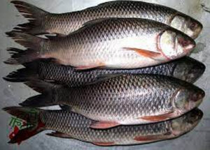 রুই মাছ
