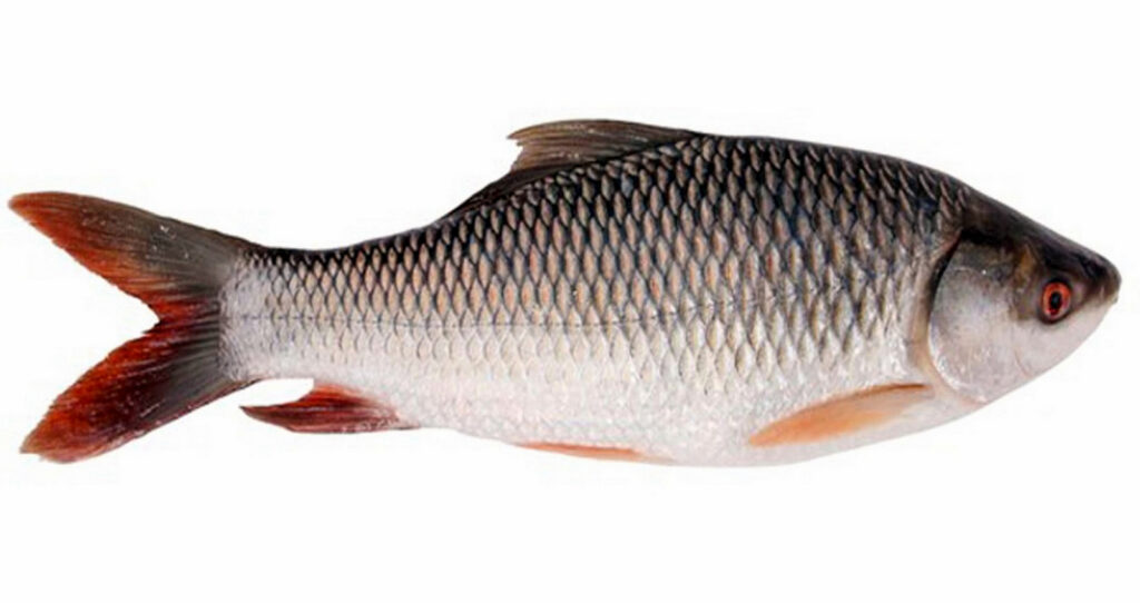 রুই মাছ