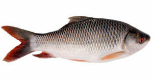 রুই মাছ