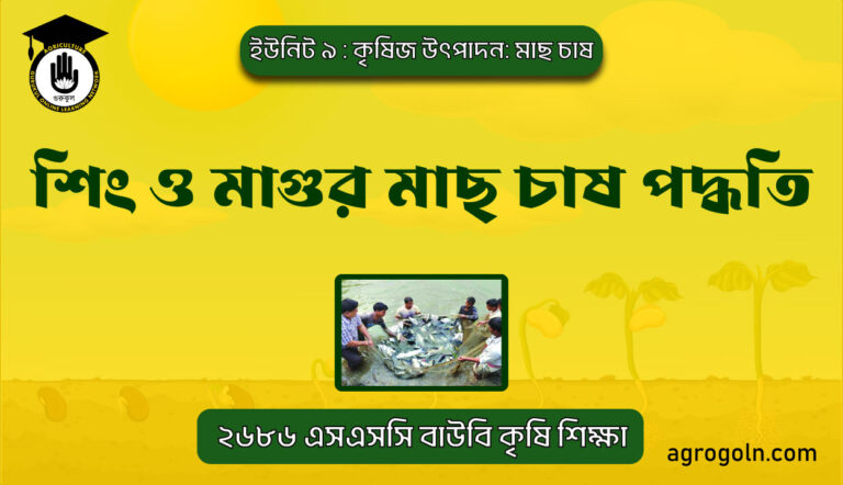 শিং ও মাগুর মাছ চাষ পদ্ধতি