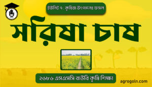 সরিষা চাষ