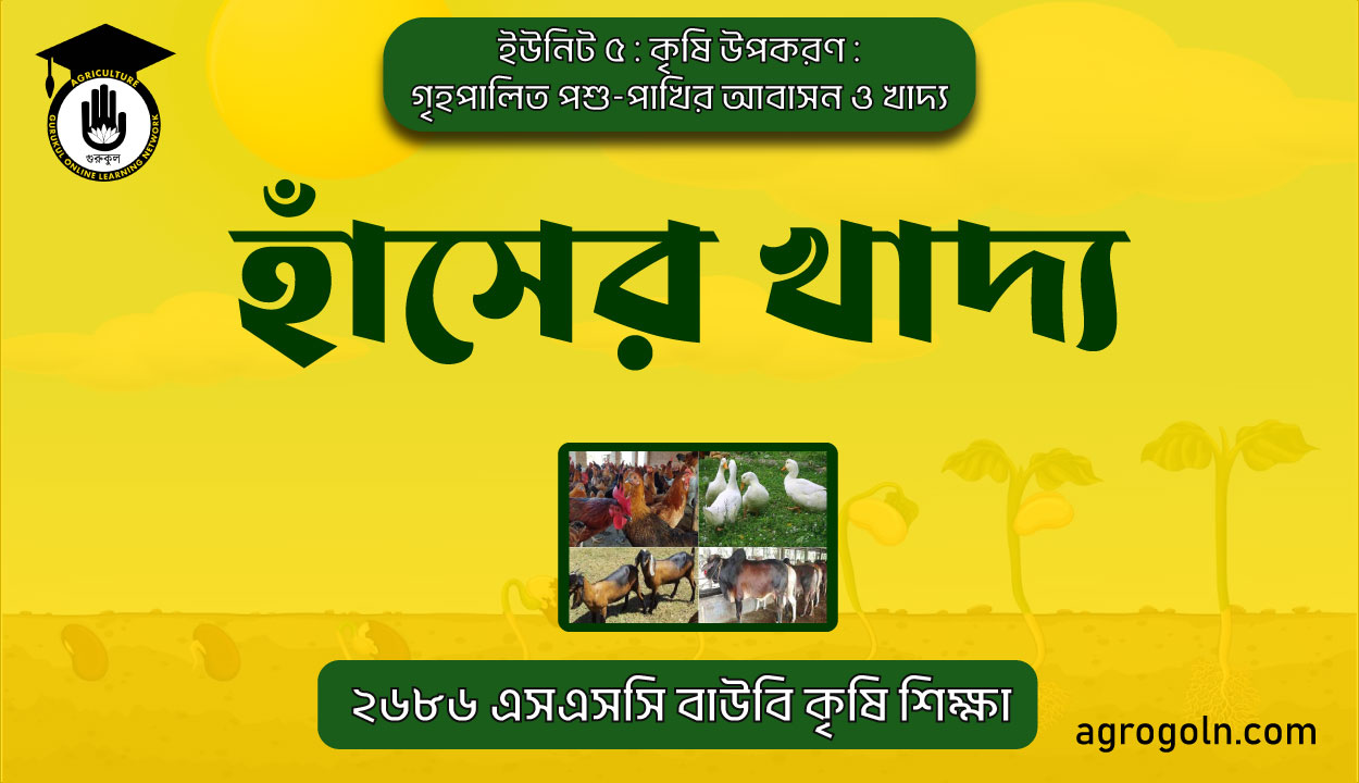 হাঁসের খাদ্য