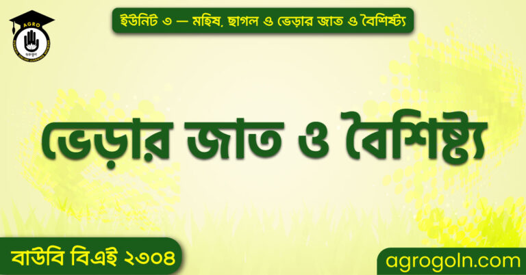 ভেড়ার জাত ও বৈশিষ্ট্য