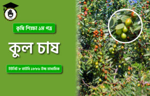 কুল চাষ