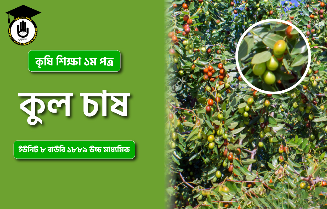 কুল চাষ । উদ্যান ফসল 1 কুল চাষ