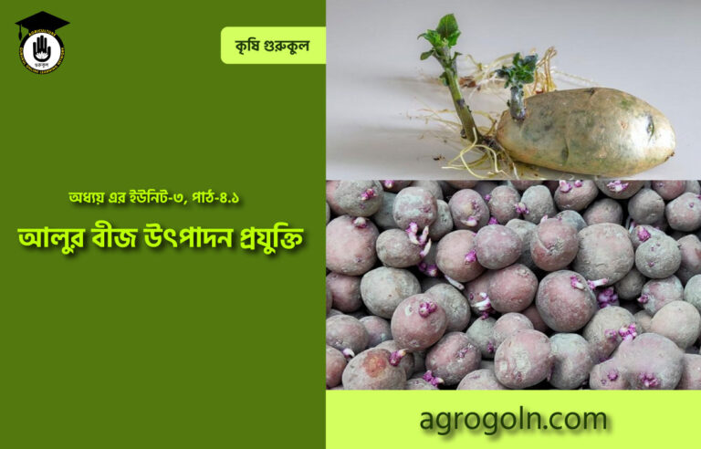 আলুর বীজ উৎপাদন প্রযুক্তি