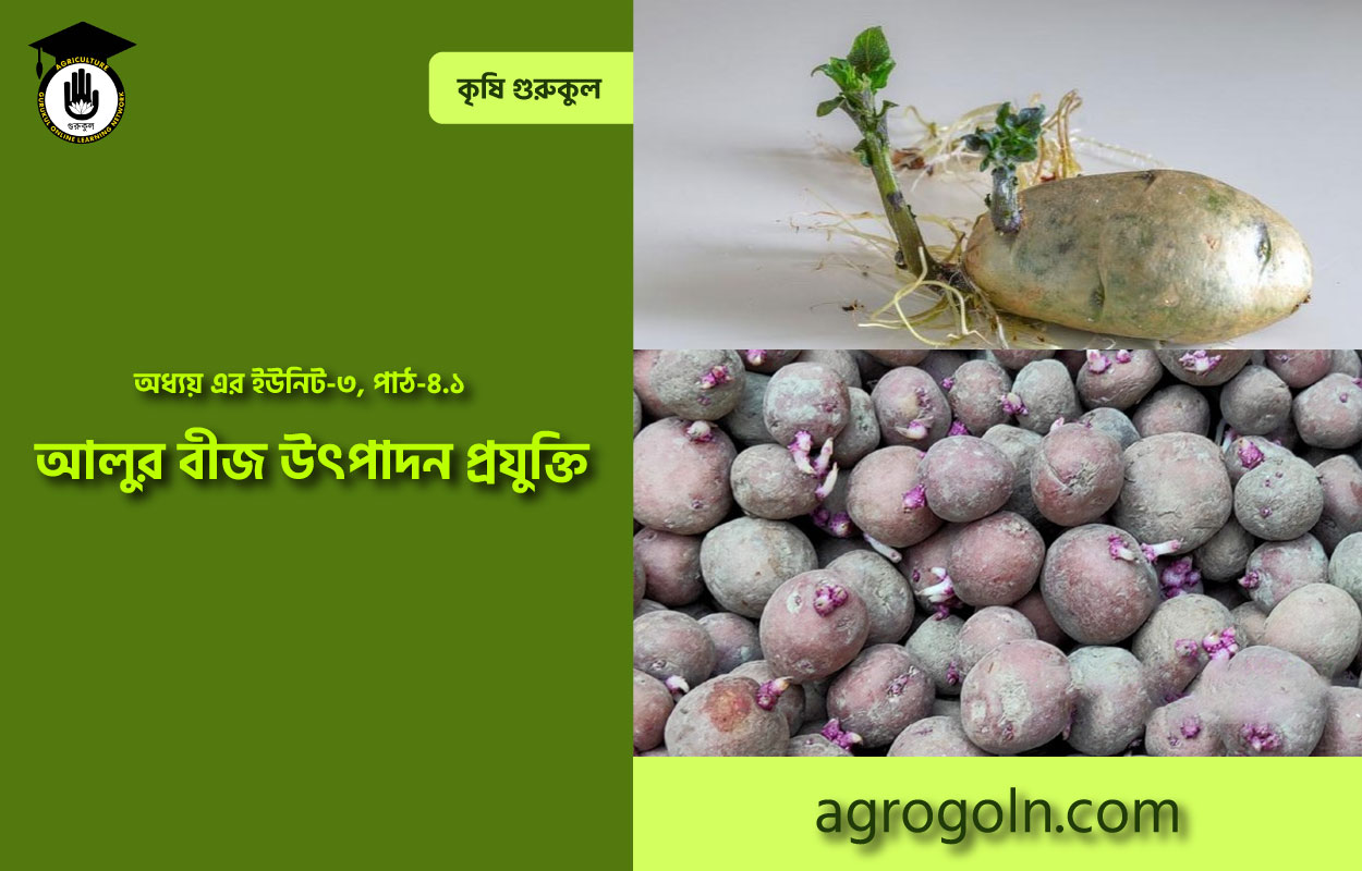 আলুর বীজ উৎপাদন প্রযুক্তি