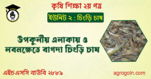 উপকূলীয় এলাকায় ও লবনক্ষেতে বাগদা চিংড়ি চাষ উপকূলীয়-এলাকায়-ও-লবনক্ষেতে-বাগদা-চিংড়ি-চাষ