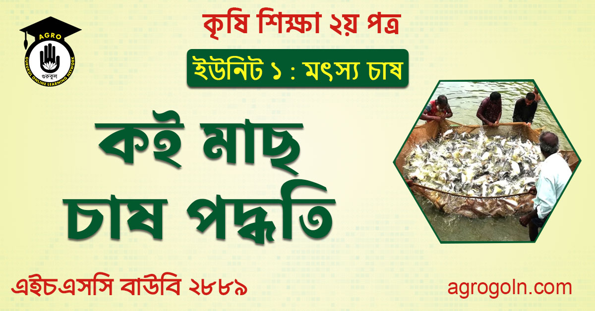 কই মাছের চাষ পদ্ধতি 1 কই মাছ চাষ পদ্ধতি