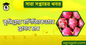 কুমিল্লায় বাণিজ্যিকভাবে ড্রাগন চাষ