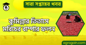 কুমিল্লার তিতাসে মরিচের বাম্পার ফলন