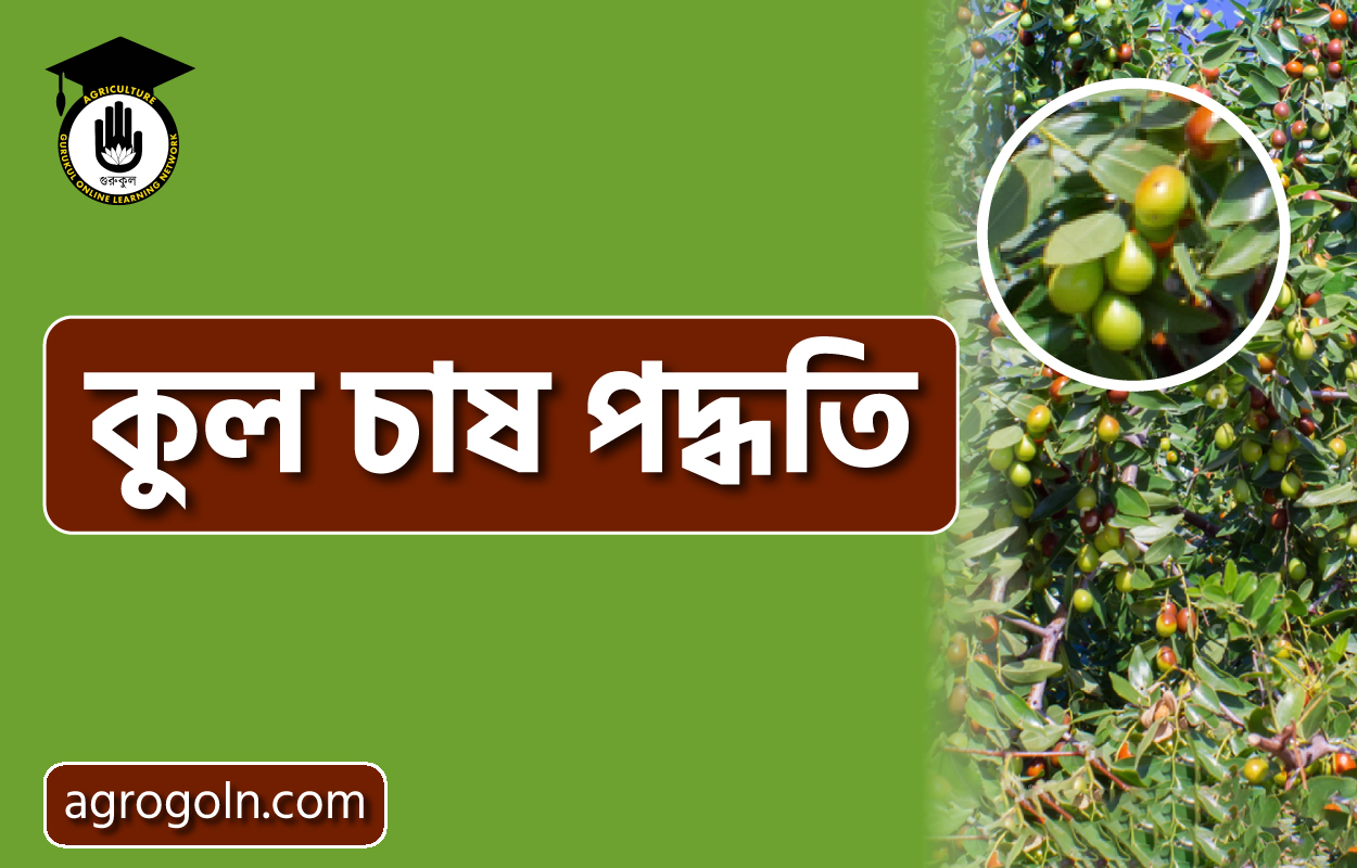 কুল চাষ পদ্ধতি