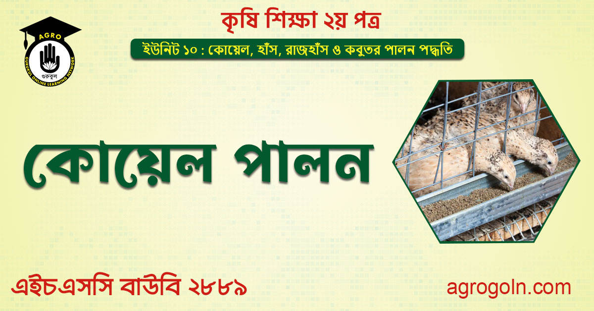 কোয়েল পালন 1 কোয়েল পালন