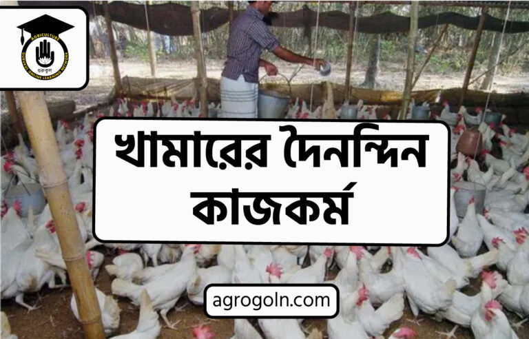 খামারের দৈনন্দিন কাজকর্ম