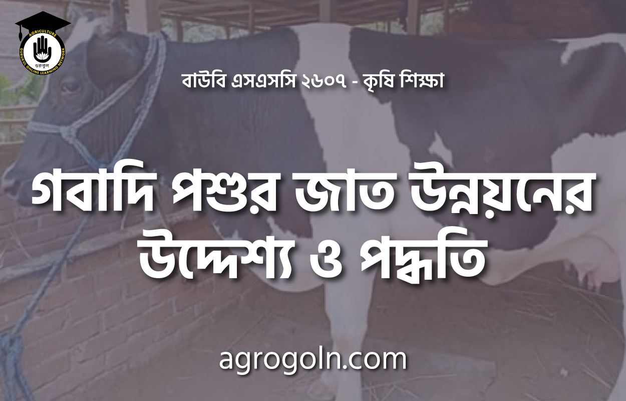 গবাদি পশুর জাত উন্নয়নের উদ্দেশ্য ও পদ্ধতি