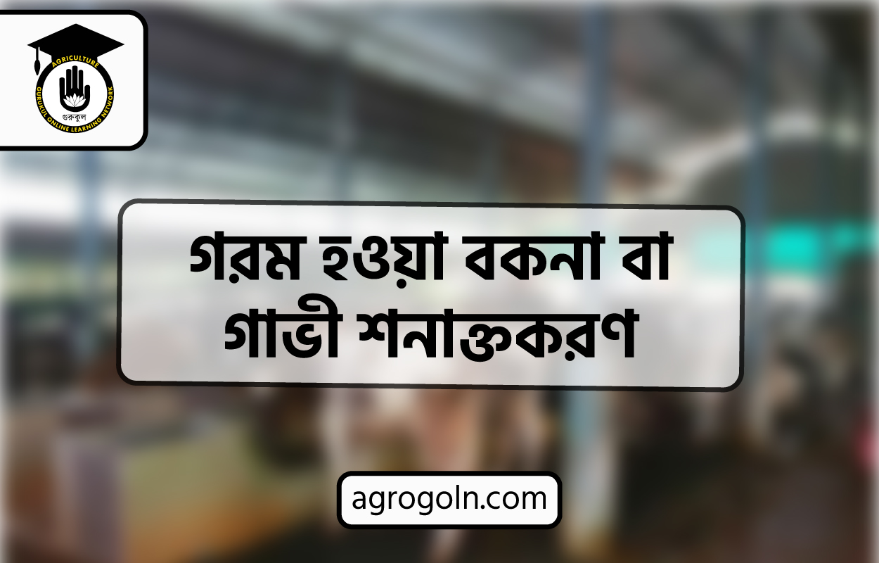 গরম হওয়া বকনা বা গাভী শনাক্তকরণ