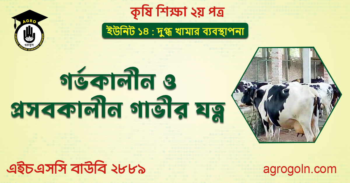 গর্ভকালীন ও প্রসবকালীন গাভীর যত্ন 1 গর্ভকালীন ও প্রসবকালীন গাভীর যত্ন