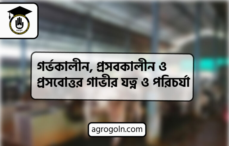 গর্ভকালীন, প্রসবকালীন ও প্রসবোত্তর গাভীর যত্ন ও পরিচর্যা