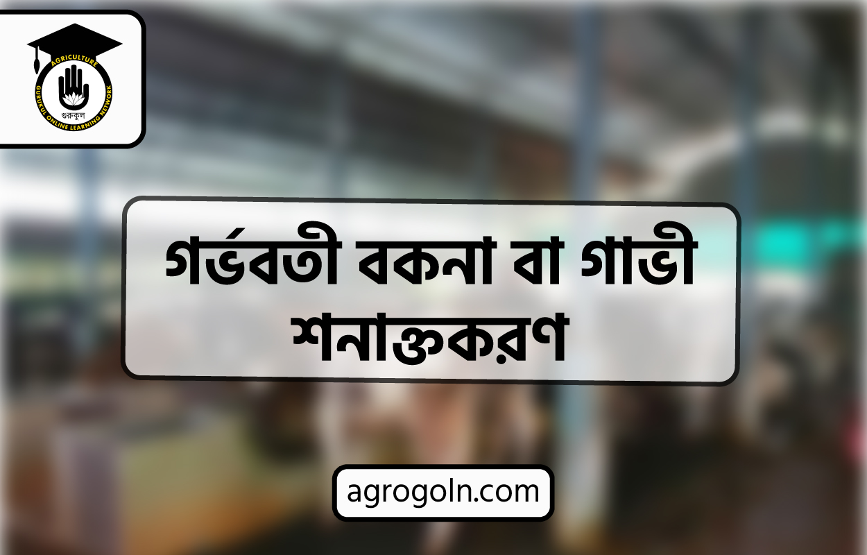 গর্ভবতী বকনা বা গাভী শনাক্তকরণ