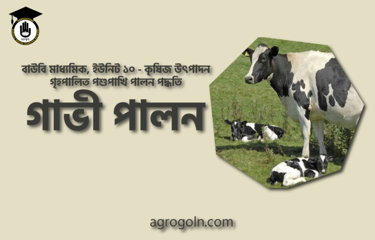 গাভী পালন