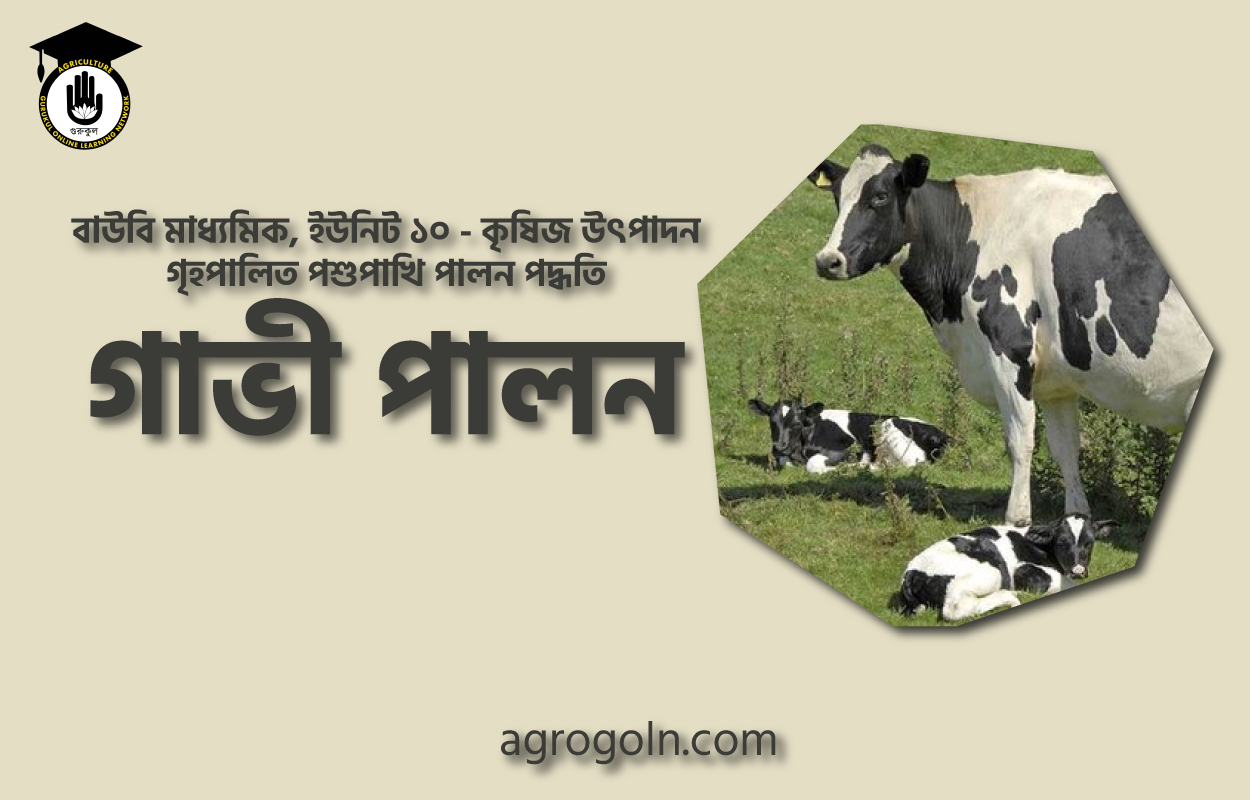 গাভী পালন