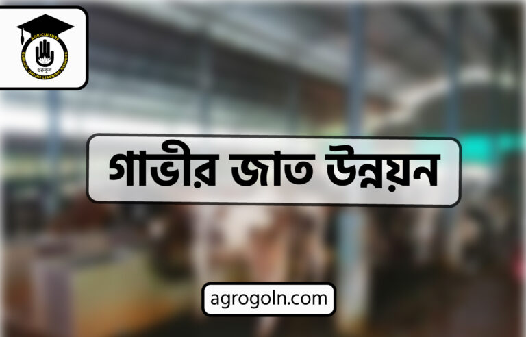 গাভীর জাত উন্নয়ন