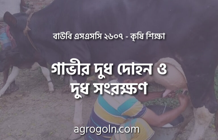 গাভীর দুধ দোহন ও দুধ সংরক্ষণ