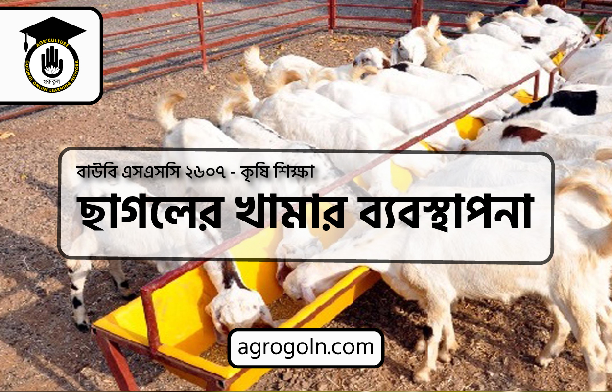 ছাগলের খামার ব্যবস্থাপনা