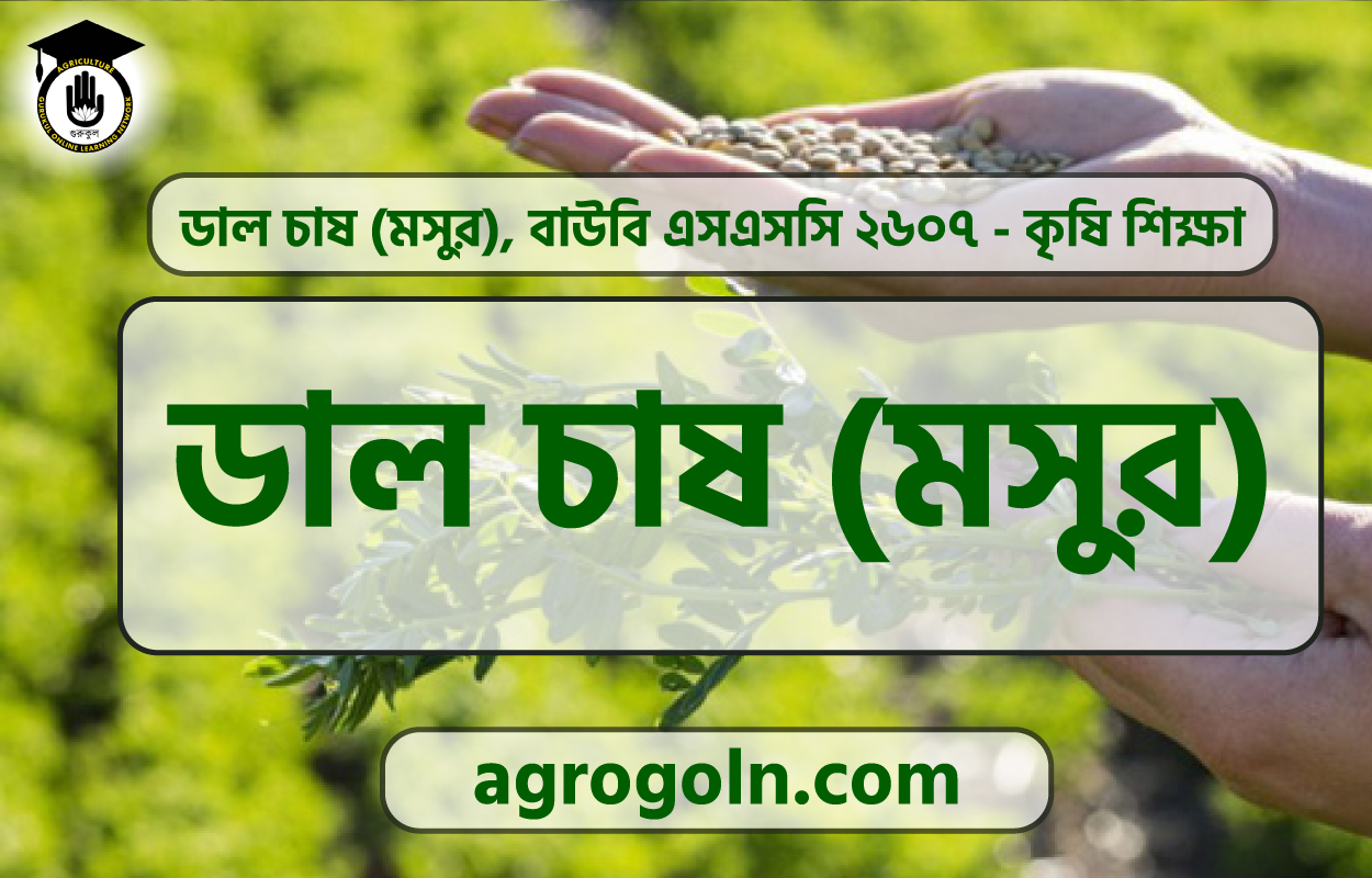 ডাল চাষ (মসুর) 1 ডাল চাষ (মসুর)