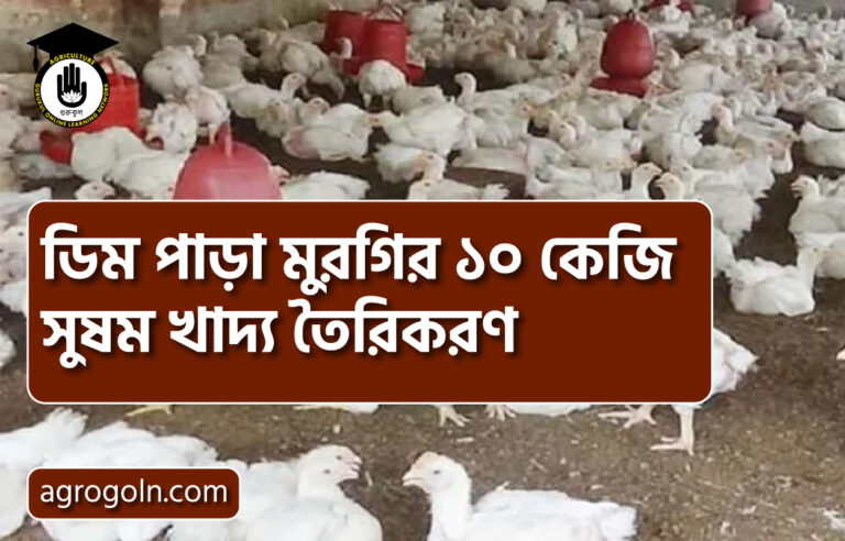 ডিম পাড়া মুরগির ১০ কেজি সুষম খাদ্য তৈরিকরণ