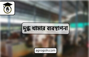 দুগ্ধ খামার ব্যবস্থাপনা