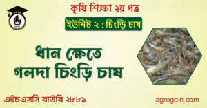 ধান ক্ষেতে গলদা চিংড়ি চাষ ধান-ক্ষেতে-গলদা-চিংড়ি-চাষ
