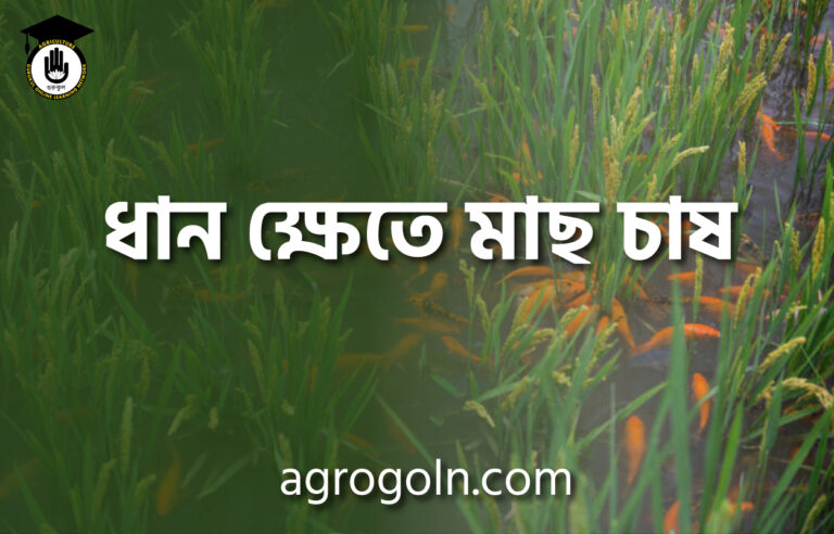 ধান ক্ষেতে মাছ চাষ