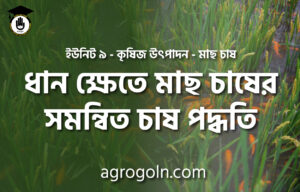 ধান ক্ষেতে মাছ চাষের সমন্বিত চাষ পদ্ধতি