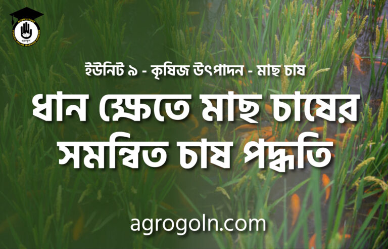 ধান ক্ষেতে মাছ চাষের সমন্বিত চাষ পদ্ধতি