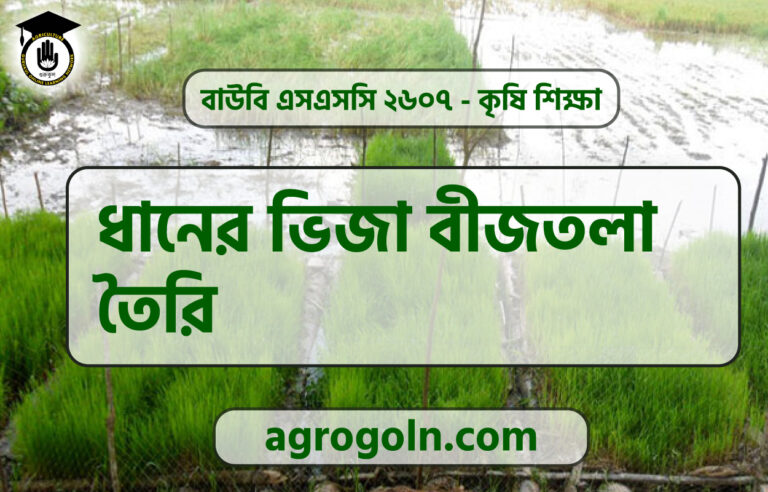 ধানের ভিজা বীজতলা তৈরি
