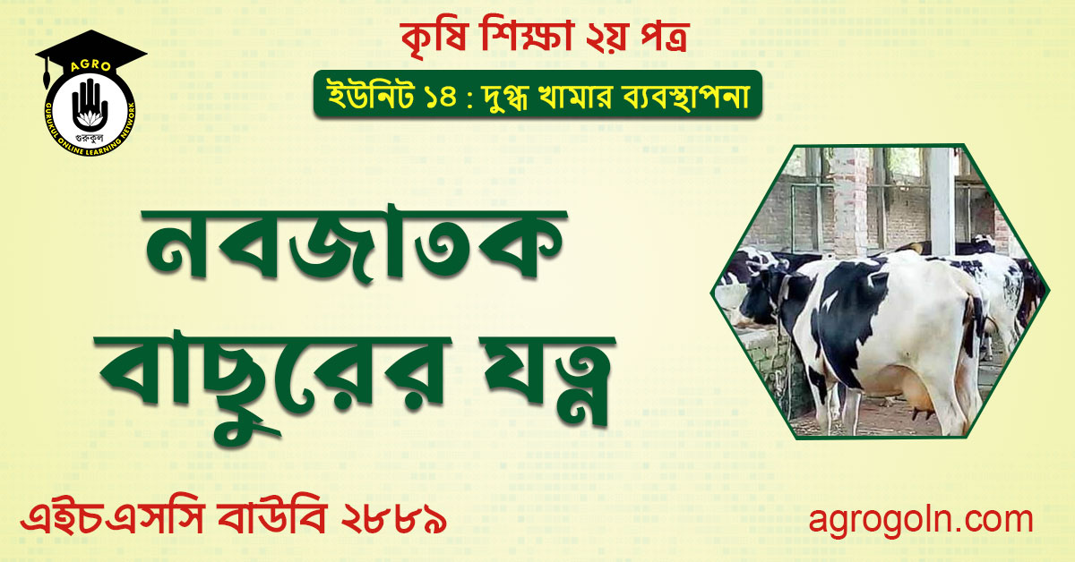 নবজাতক বাছুরের যত্ন