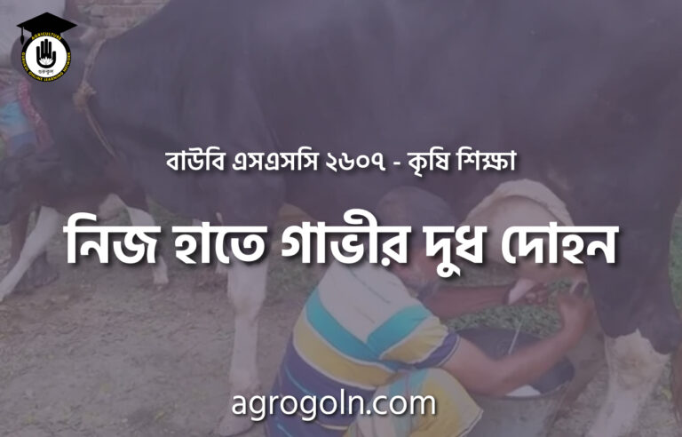 নিজ হাতে গাভীর দুধ দোহন