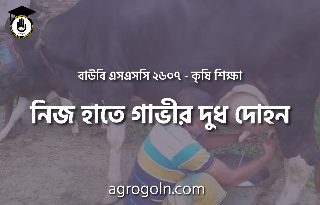 নিজ হাতে গাভীর দুধ দোহন