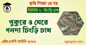 পুকুরে ও ঘেরে গলদা চিংড়ি চাষ